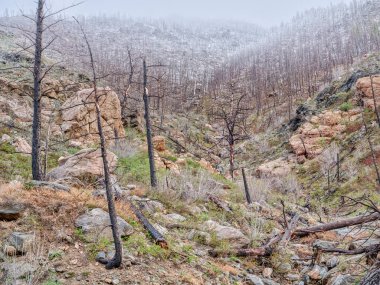 Fort Collins, Colorado 'nun batısındaki Poudre Kanyonu' nda orman, son zamanlarda çıkan orman yangınıyla yağmurlu ve karlı bahar manzarası