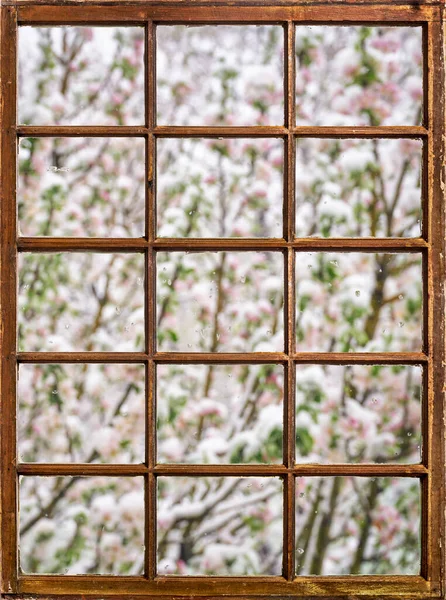 Вид Вікно Квітучої Колони Яблуня Під Дощем Фокус Краплі Води — стокове фото