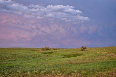 dusk over green prairie with lonely trees along a seasonal creek - Pawnee National Grassland in Colorado, late spring or early summer scenery