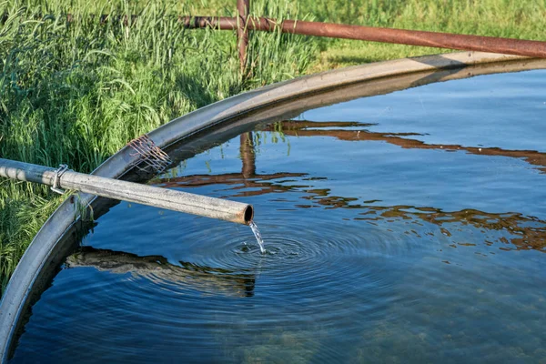 Réservoir Eau Bétail Avec Eau Provenant Une Pompe Éolienne Dans — Photo