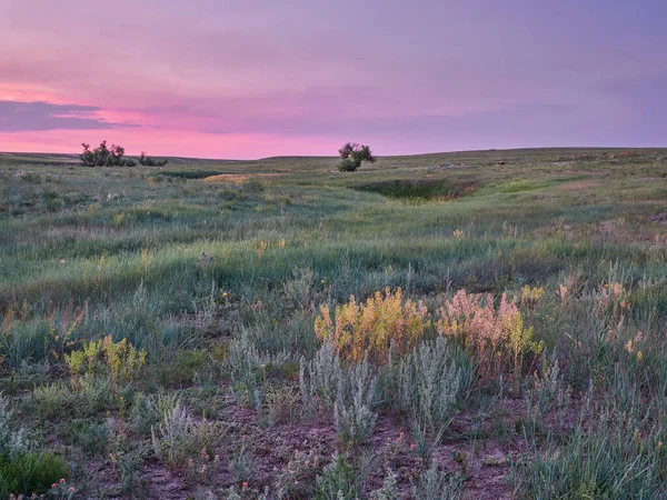 Sonnenaufgang Über Der Grünen Prärie Mit Wildblumen Pawnee Nationales Grasland — Stockfoto