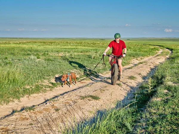 Senior Man Rijdt Een Dikke Mountainbike Met Zijn Pitbull Hond — Stockfoto