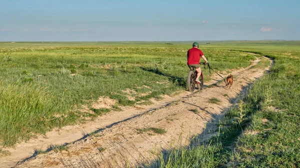 Senior Ember Lovagol Egy Kövér Mountain Bike Pitbull Kutya Pórázon — Stock Fotó