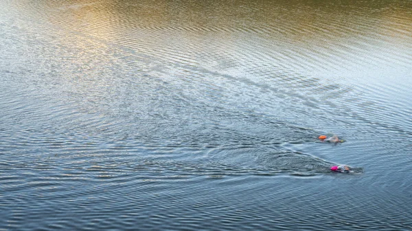 Open Water Zwemmers Met Zwemboeien Een Rustig Meer Zomerochtend Workout — Stockfoto