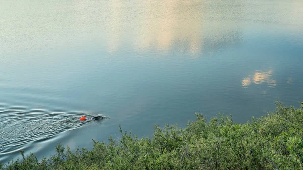 在平静的湖上带着游泳浮标的露天游泳者 夏季晨练 — 图库照片