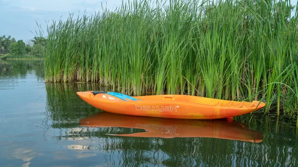 美国科林斯堡 2021年8月5日 在科罗拉多湖滨芦苇中的贝拉亚克 Bellyak 皮划艇和游泳的最佳组合 — 图库照片