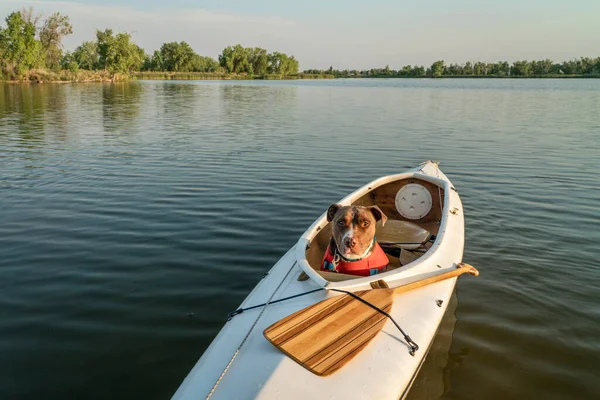Pitbull Dog Mit Schwimmweste Sitzt Einem Gedeckten Expeditionskanu Auf Einem — Stockfoto