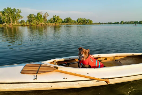 Pitbull Dog Mit Schwimmweste Sitzt Einem Gedeckten Expeditionskanu Auf Einem — Stockfoto