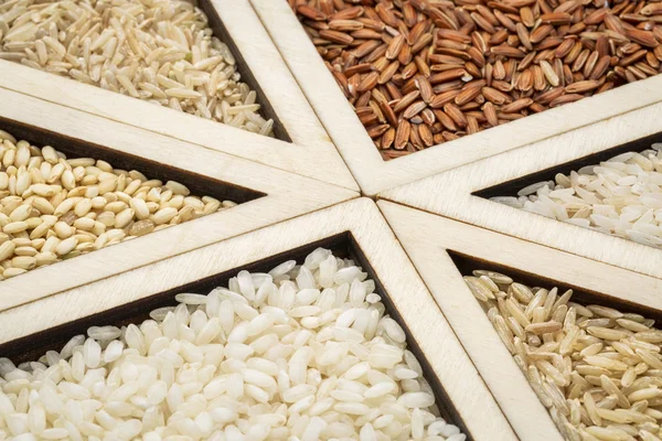 Rizs gabona absztrakt — Stock Fotó