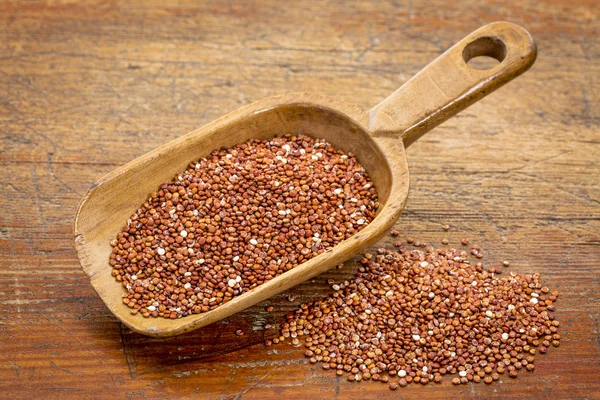 Scoop of red quinoa — Stock Photo, Image