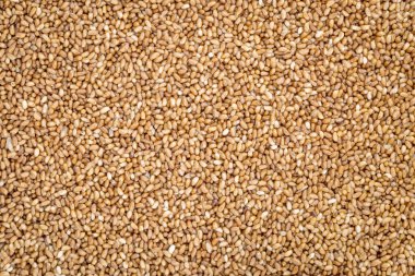 Teff tahıl arka plan