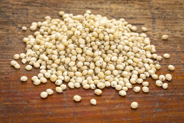 White sorghum grain — Stock Photo, Image