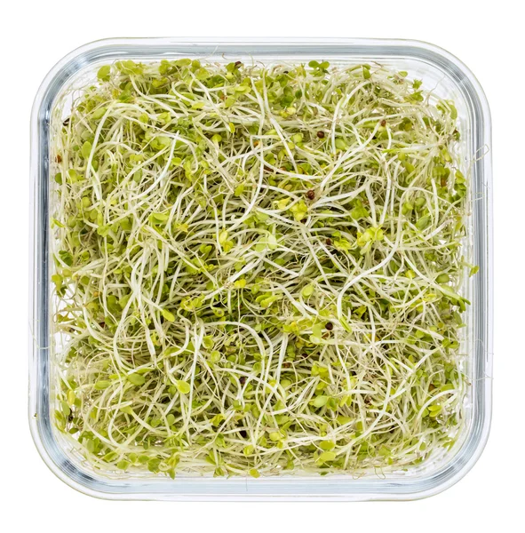 Brócoli y brotes de rábano — Foto de Stock