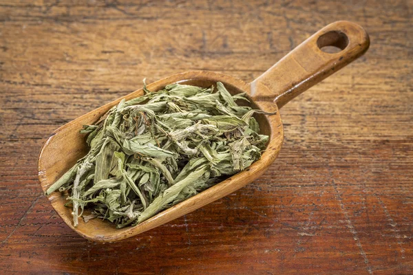 Stevia gedroogde bladeren — Stockfoto