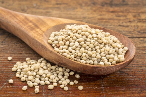 Gluten free sorghum grain — Stock Photo, Image