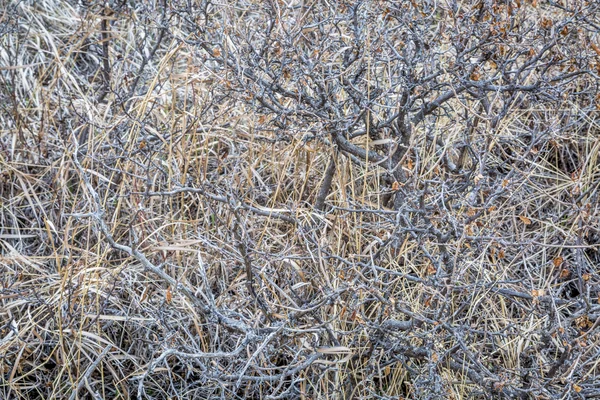 Torr buske och gräs — Stockfoto