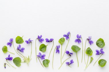 Viola çiçek sanat tuval üzerine