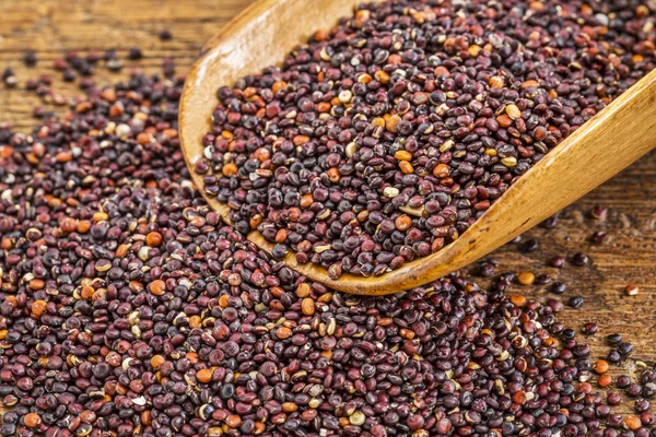 Kepçe siyah quinoa tahıl — Stok fotoğraf