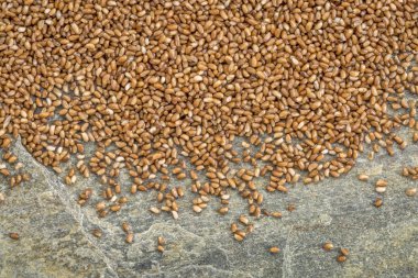 Teff tahıl arka plan