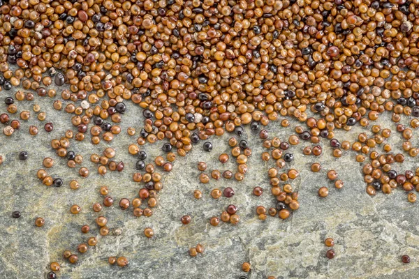 Kaniwa getreide (baby quinoa) — Stockfoto