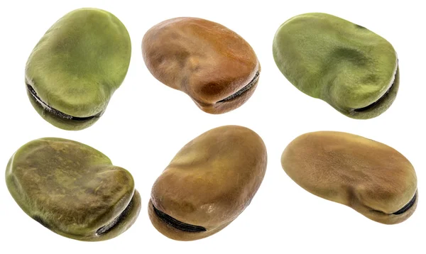 (široké) fazole fava, izolované — Stock fotografie