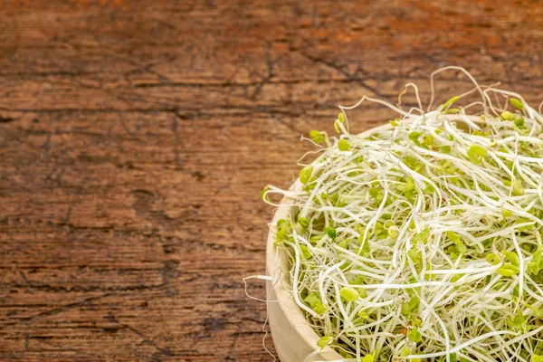 Broccoli och klöver groddar — Stockfoto