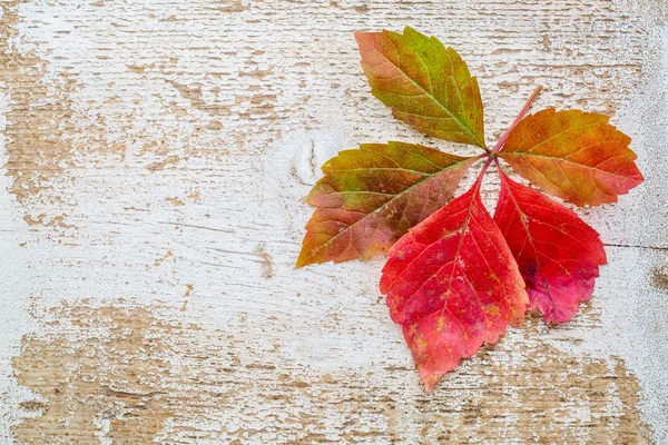 Vine leaf in fall colors against wood — Stock Fotó