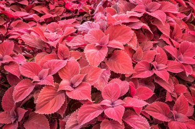 Kırmızı yaprak yeşillik arka plan