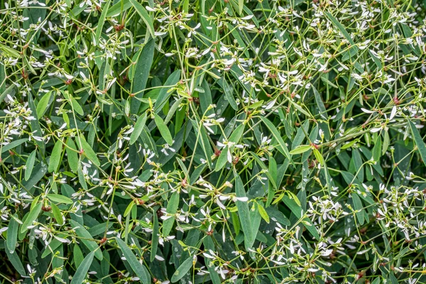 Pozadí kvetoucí rostlina euphorbia — Stock fotografie