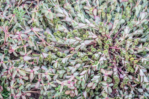 Portulaca växt bladverk bakgrund — Stockfoto