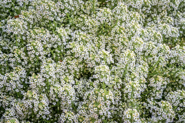 Dulzura lobularia amarilla — Foto de Stock