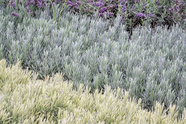 Lavandula (lavender) foliage background — Stock Photo, Image