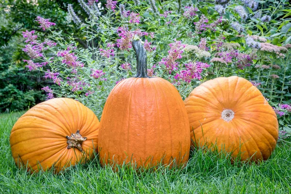 Pumpor i bakgård — Stockfoto