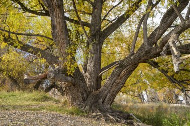 Colorado 'daki Poudre Nehri' nin kıyısındaki ırmak ormanındaki eski ince yapraklı pamuk ağacı,