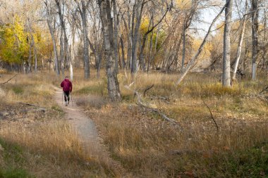 Son sınıf öğrencisi Colorado 'daki Poudre nehri boyunca nehir kenarındaki bir ormandan geçen bir patikada yürüyor.