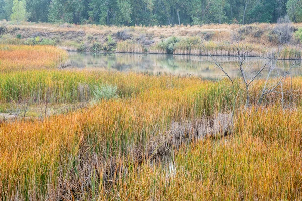 Nebbiosa giornata autunnale nelle zone umide — Foto Stock