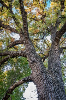 Sonbahar yaprakları ile dev cottonwood ağacı