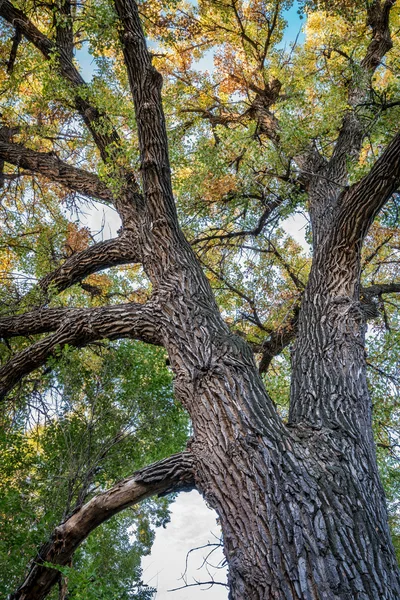 Sonbahar yaprakları ile dev cottonwood ağacı — Stok fotoğraf