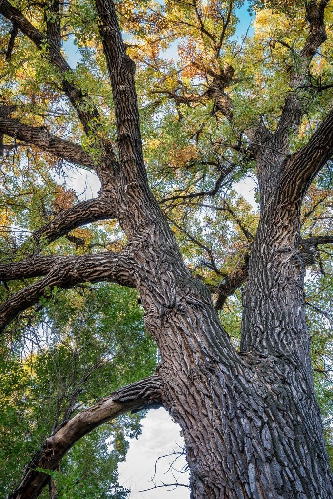 Giant cottonwood tree with fall foliage — Stock Photo © PixelsAway