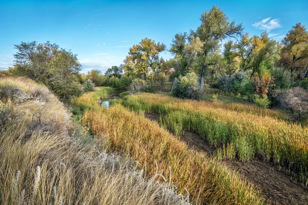 Palude e foresta riparia nel Colorado orientale — Foto Stock