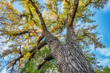 Sonbahar yaprakları ile dev cottonwood ağacı