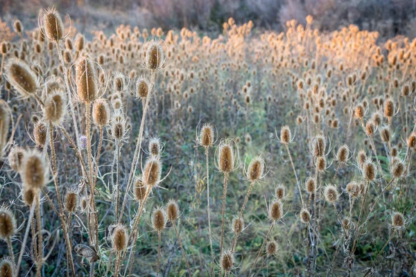 Campo de cardo seco no pôr do sol de outono — Fotografia de Stock