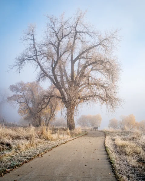 Matin brumeux sur piste cyclable — Photo