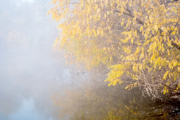 Niebla sobre el lago en la mañana de noviembre —  Fotos de Stock