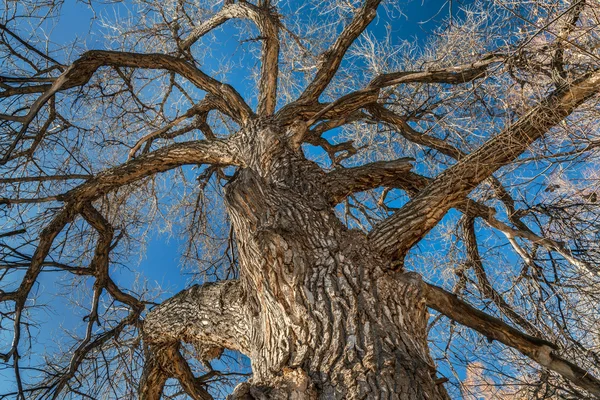 겨울에 거 대 한 미루나무 나무 — 스톡 사진
