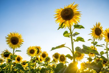 Loire Vadisi çiçek açan ayçiçeği