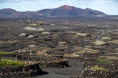 Lanzarote Geria üzüm bağları