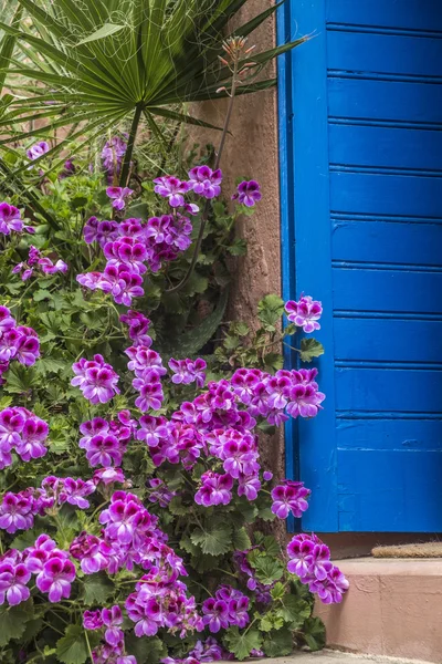 Detalle del jardín en el sur de Francia — Foto de Stock