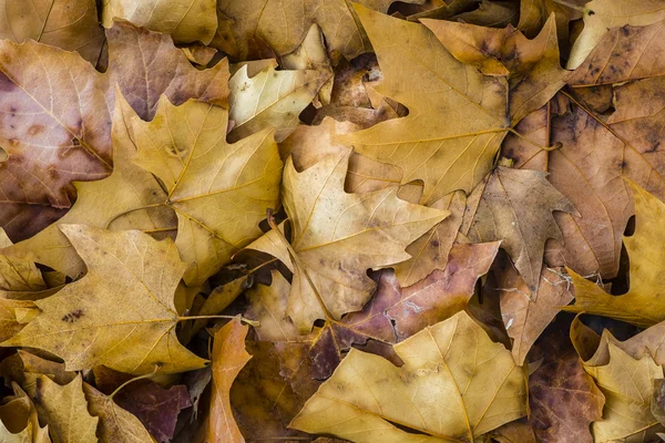 Achtergrond met herfst kleurrijke bladeren — Stockfoto