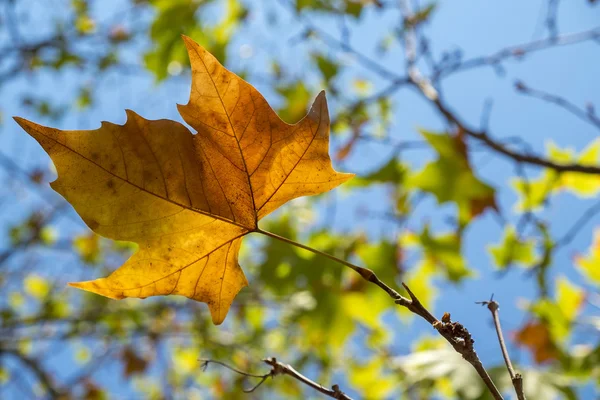 Achtergrond met herfst kleurrijke bladeren — Stockfoto